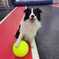 DogBall™ - Grote tennisbal voor honden